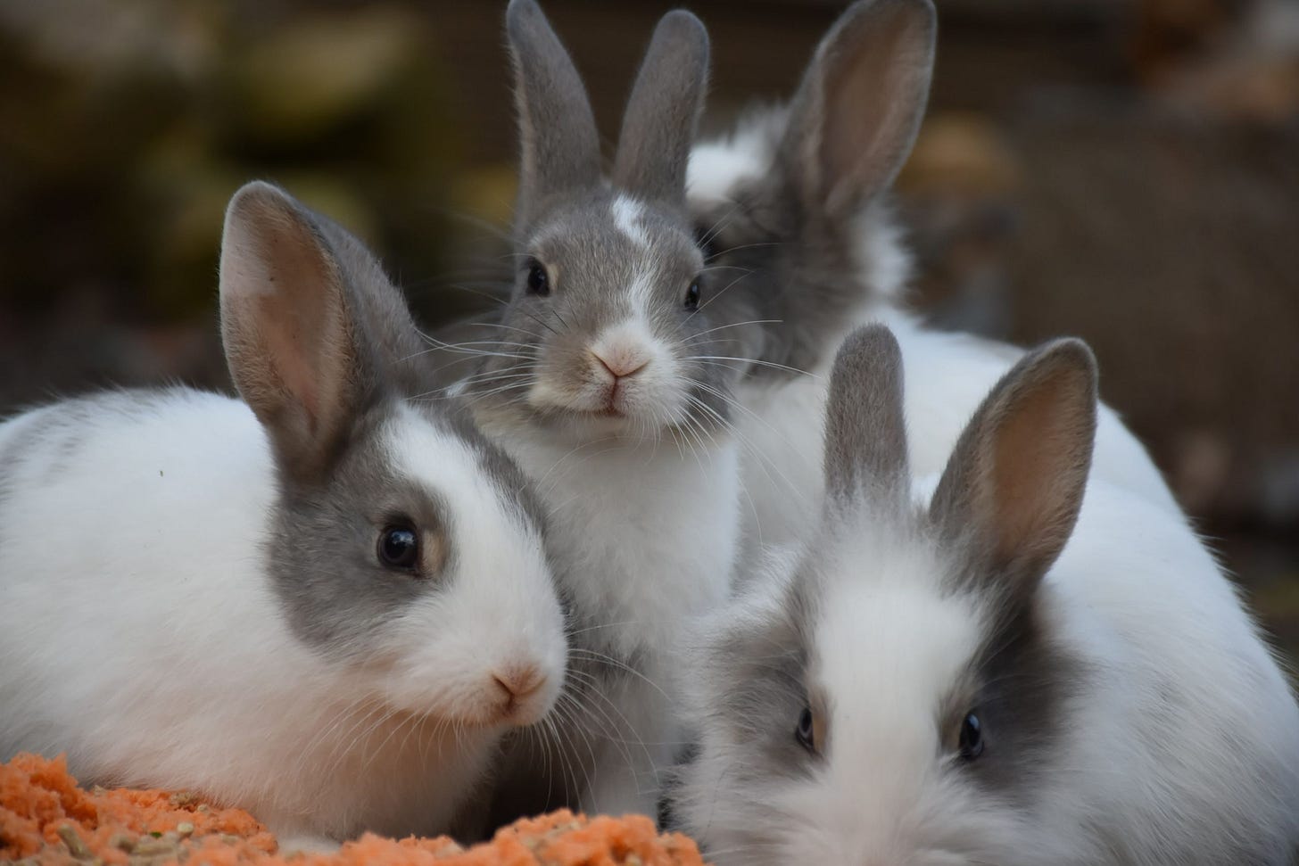 Domestic Rabbit Rescue Q&A with House Rabbit Network | Blog | Nature | PBS