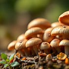 Plant-Based Essentials | Cremini Mushrooms