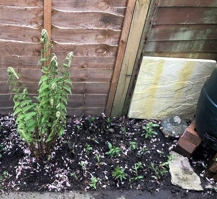 square-stemmed willowherb
