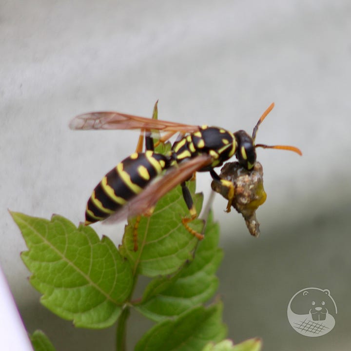 paper wasp with meat wad and a bumble bee on a yellow flower