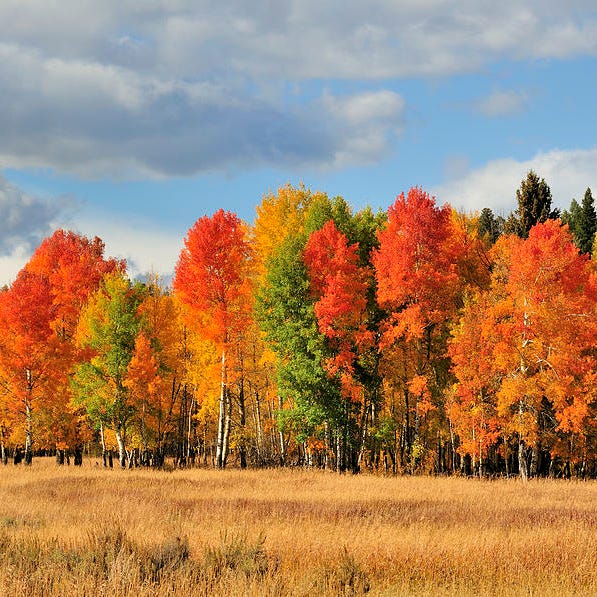 Tea, Tarot, + Tidbits