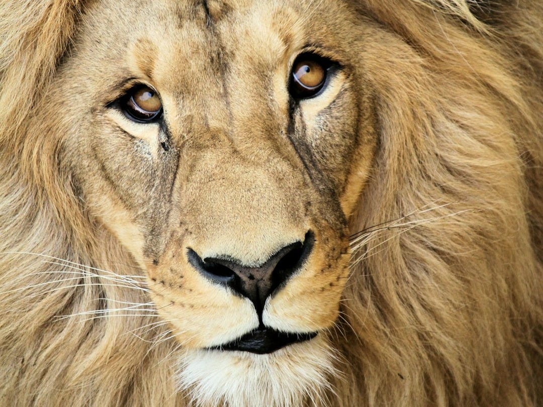 close up photography of lion
