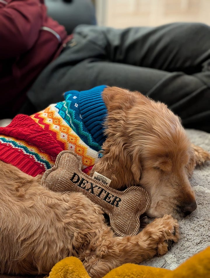 Dexter asleep in a colourful rainbow knit dog jumper beside a toy bone embroidered with his name. Playful and affectionate image shared in Amy Twigg’s Tarot DMs interview, showing the cocker spaniel whose presence shaped her writing life.