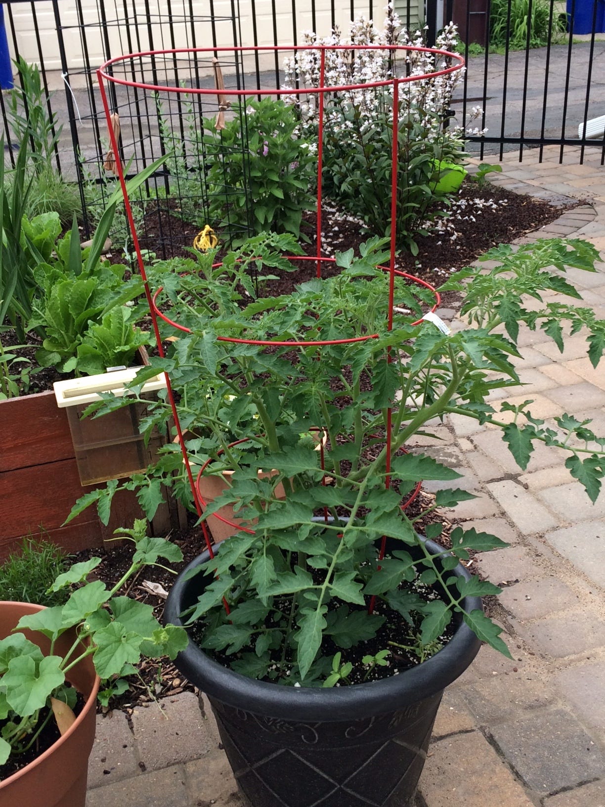 tomato in container on patio