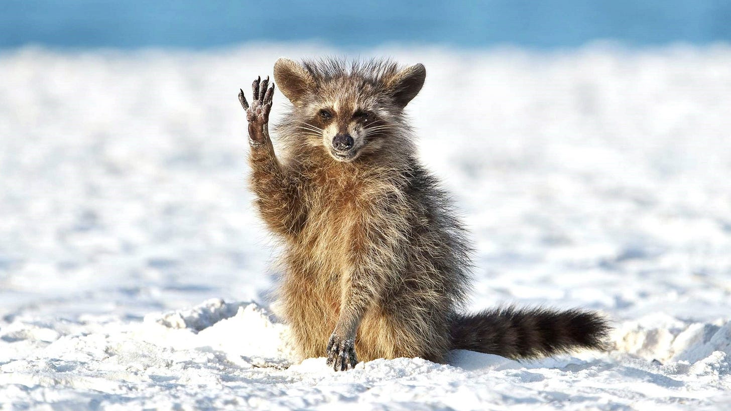 premio Comedy Wildlife Photography