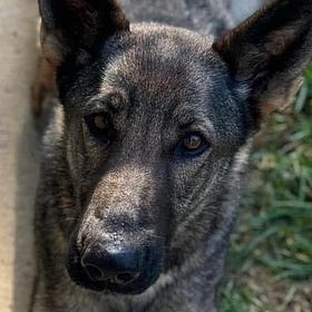 “Rosie Mattered” — Jury Convicts Shenandoah Woman in Animal Neglect Case