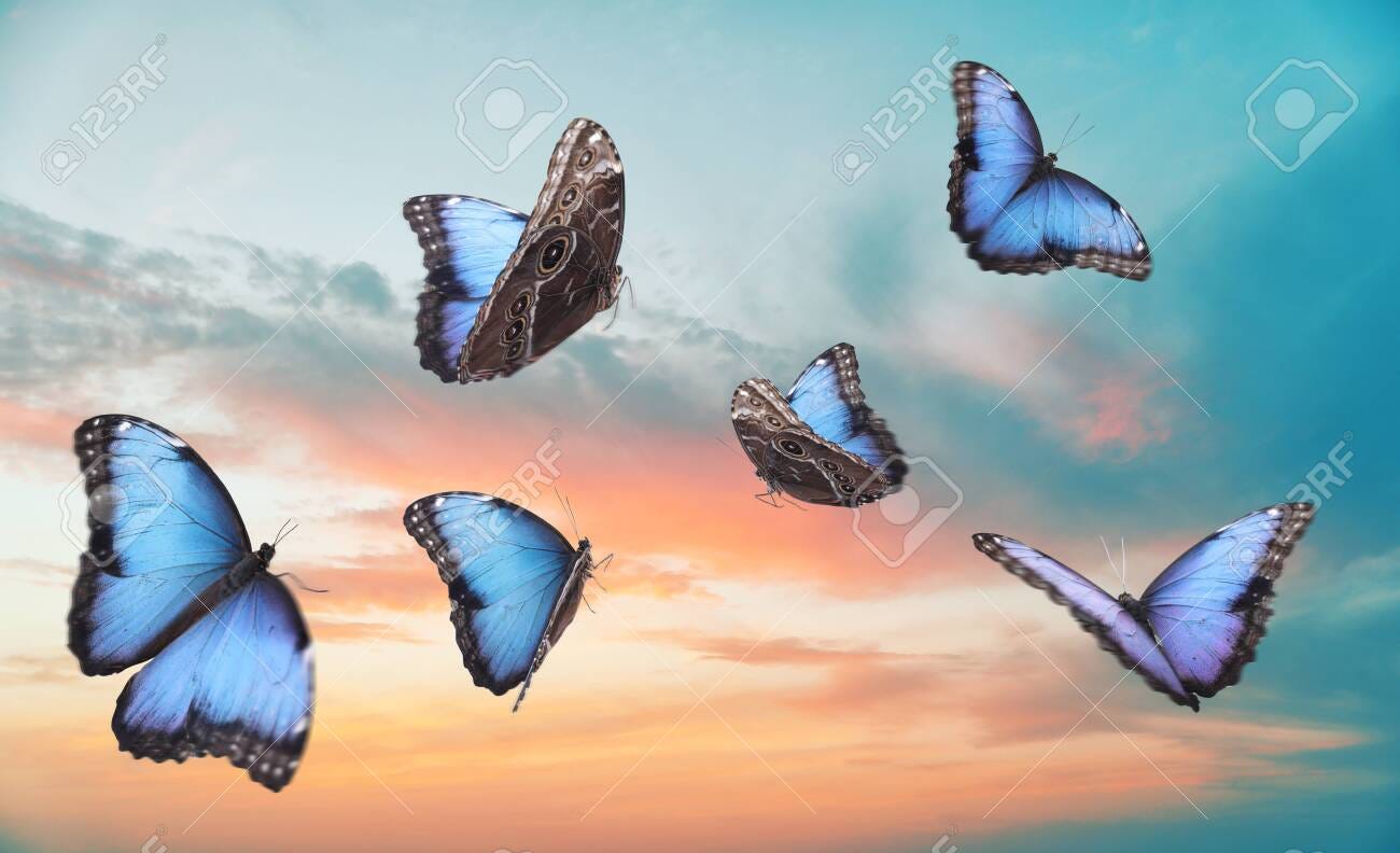Beautiful Butterflies Flying In Sky At Sunset Stock Photo, Picture And  Royalty Free Image. Image 156286028.