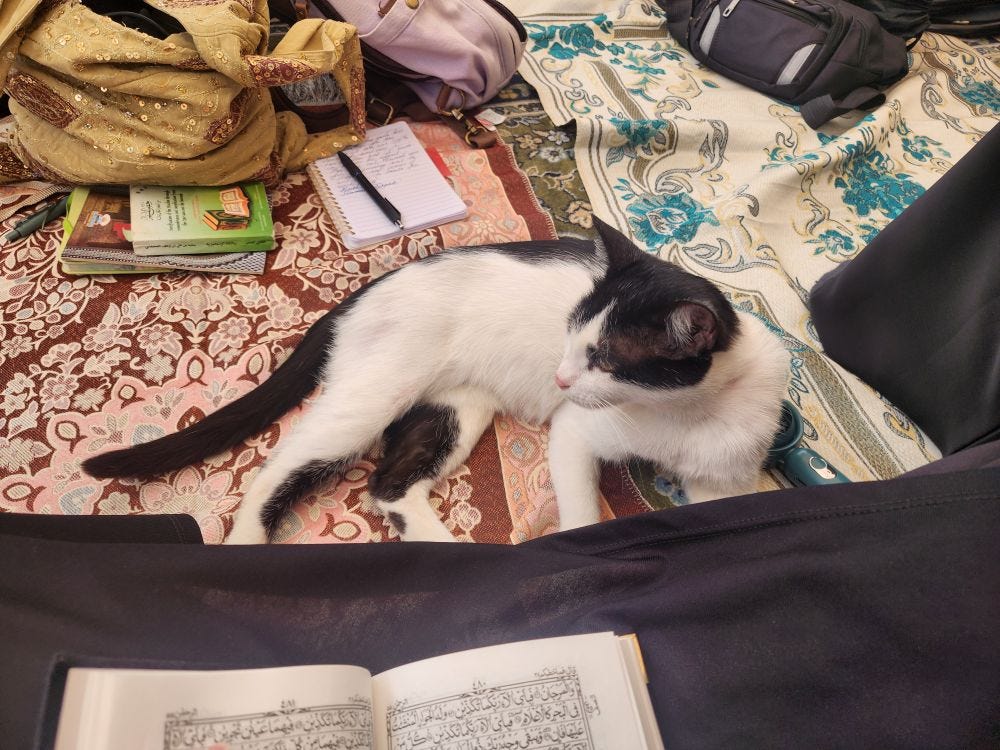 May be an image of cat May be an image of cat
