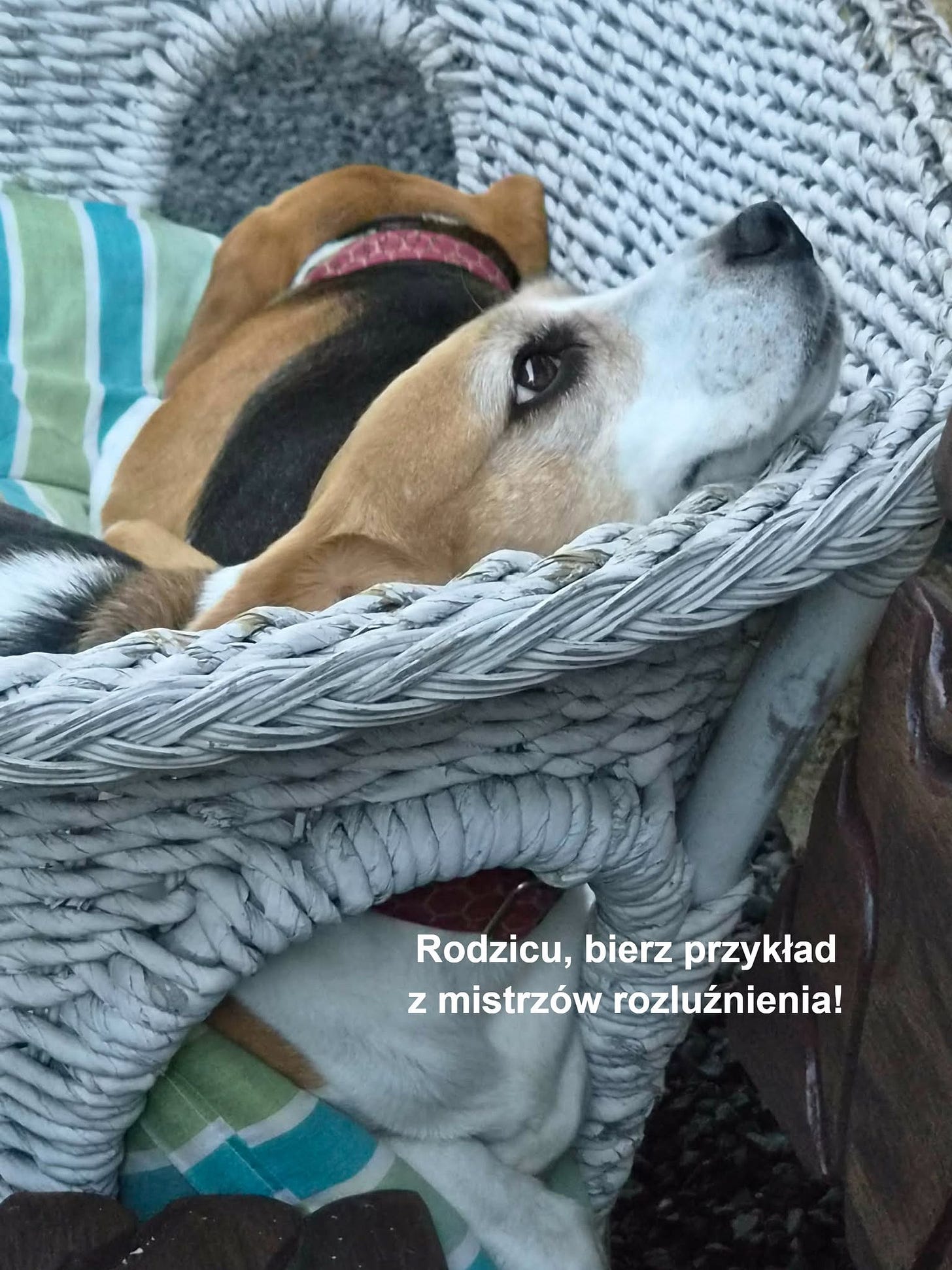 Może być zdjęciem przedstawiającym pies i tekst „Rodzicu, bierz przykład z mistrzów rozluźnienia!” Może być zdjęciem przedstawiającym pies i tekst „Rodzicu, bierz przykład z mistrzów rozluźnienia!”