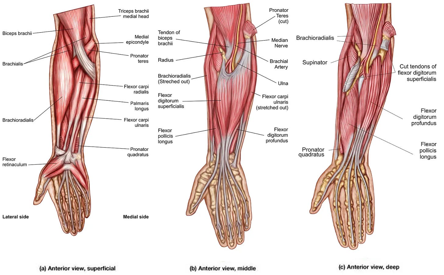 Forearm Muscles: Anatomy, Function, and Exercises
