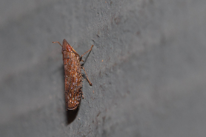 Two photos, one of the dorsal view and one of the side view, of a leafhopper with a very pointy face and wings in a mosaic of shades of shimmering brown, beige, and cream