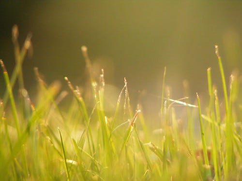 Sunshine! Sunshine!