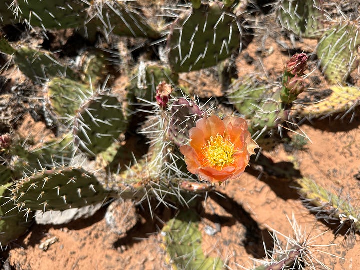 Along the trail ...