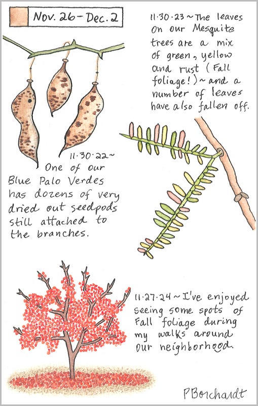 Perpetual Journal, week of Nov. 26 - Dec. 2: Fall Foliage (2024); Mesquite Leaves Fall Foliage (2023); Blue Palo Verde Dried Seedpods (2022) Perpetual Journal, week of Nov. 26 - Dec. 2: Fall Foliage (2024); Mesquite Leaves Fall Foliage (2023); Blue Palo Verde Dried Seedpods (2022)