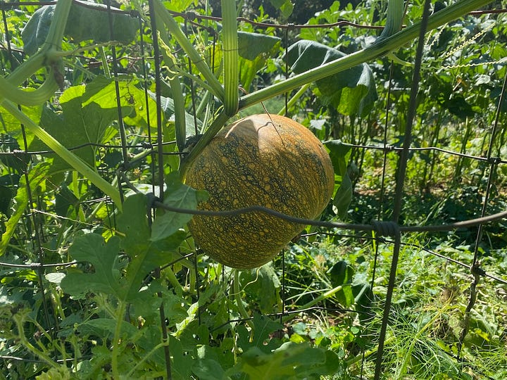 Vegetables grown from the garden.