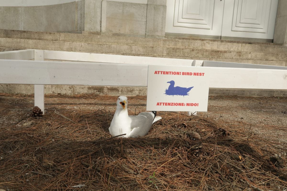 Nesting Seagull Becomes Unexpected Star of Venice Biennale Nesting Seagull Becomes Unexpected Star of Venice Biennale