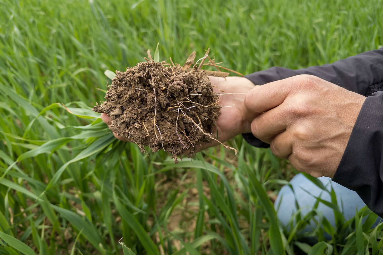 Eine Hand hält einen Erdklumpen mit feinen Pflanzenwurzeln; im Hintergrund wächst dichtes, grünes Getreide auf dem Feld – Symbol für Bodenleben und regenerative Landwirtschaft. Eine Hand hält einen Erdklumpen mit feinen Pflanzenwurzeln; im Hintergrund wächst dichtes, grünes Getreide auf dem Feld – Symbol für Bodenleben und regenerative Landwirtschaft.