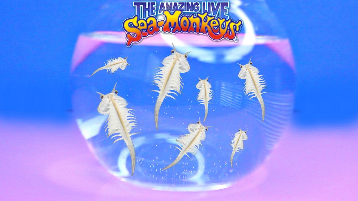 🙉 what the f*#k are sea monkeys?! - FROOMESWORLD