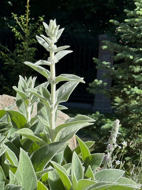 teal plants