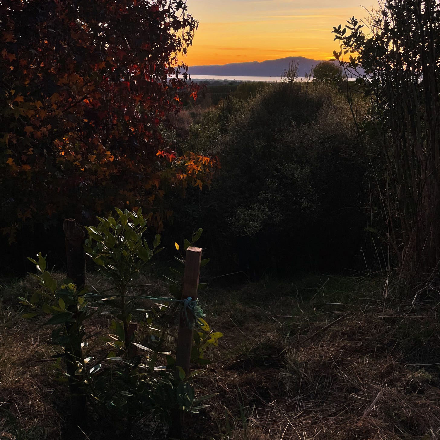 Rural setting of a seedling tree overlooking a sunset bathing Kapiti Island, North Island, New Zealand Aotearoa