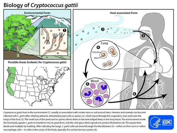 Life Cycle of Cryptococcus gattii: Environmental Form, Host-associated Form, and Areas of Endemic for Cryptococcus gattii. Cryptococcus gattii lives in the environment (1), usually in association with certain trees or soil around trees. Humans and animals can become infected with C. gattii after inhaling airborne, dehydrated yeast cells or spores (2), which travel through the respiratory tract and enter the lungs of the host (3). The small size of the yeast and/or spores allows them to become lodged deep in the lung tissue. The environment inside the host body signals C. gattii to transform into its yeast form, and the cells grow thick capsules to protect themselves (4). The yeasts then divide and multiply by budding. After infecting the lungs, C. gattii cells can travel through the bloodstream (5)—either on their own or within macrophage cells— to infect other areas of the body, typically the central nervous system (6).