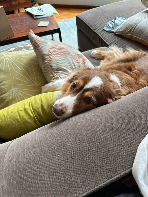 Esme the red tri Australian Shepherd.