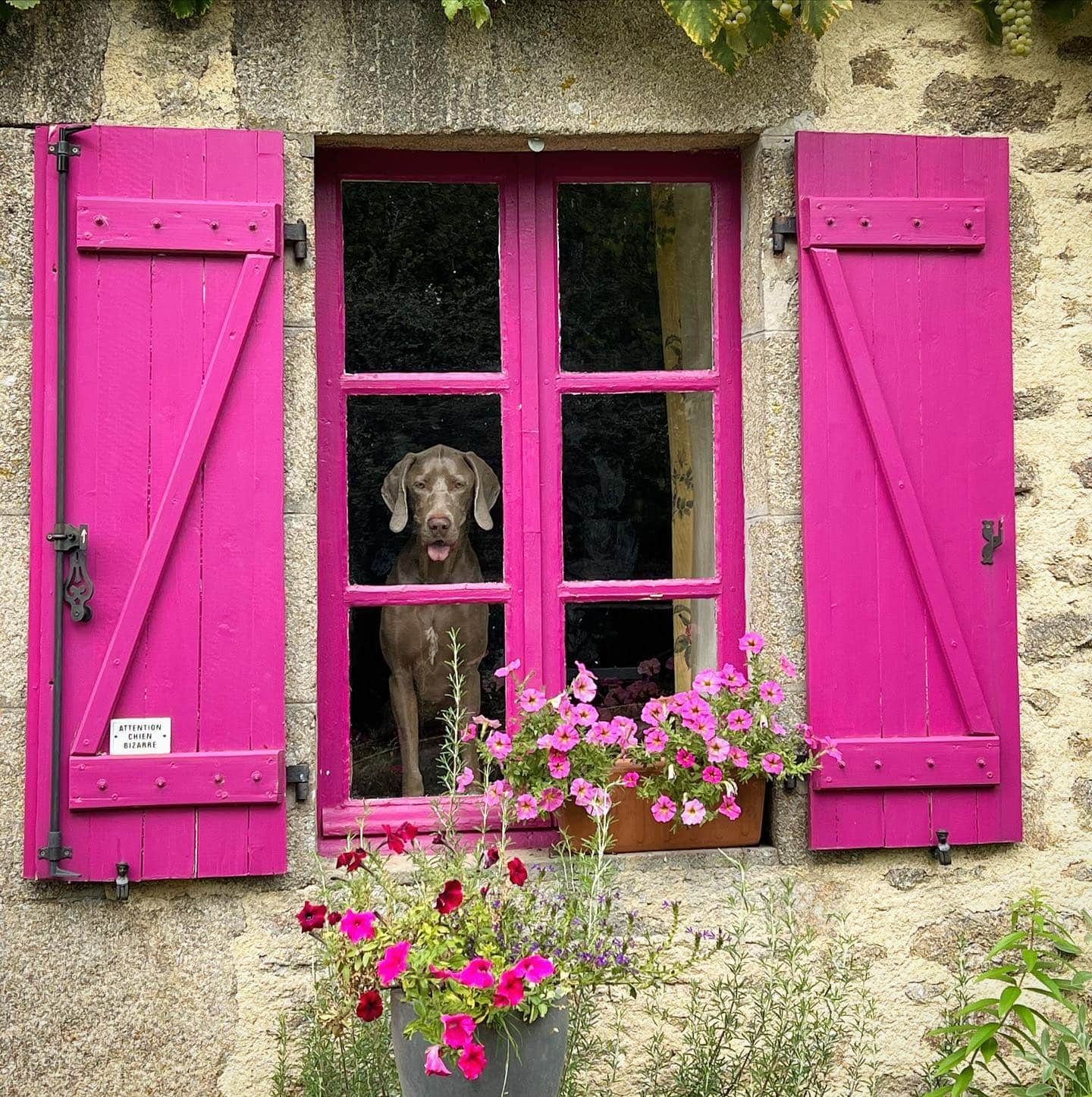 mec en roze