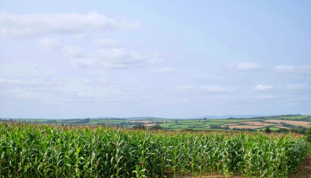 veronica-white-uulMMGOPUwc-unsplash iowa corn