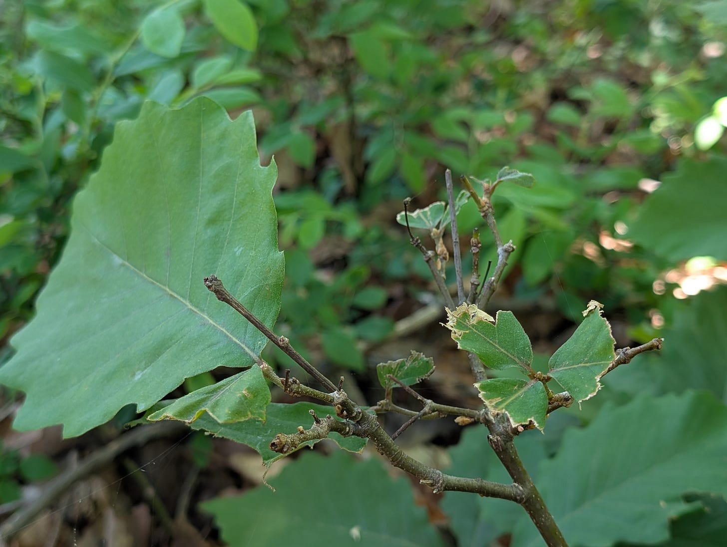 Chestnut oak seedling damaged by deer Chestnut oak seedling damaged by deer