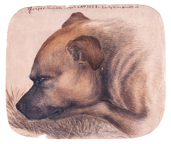 File:Keeper - from life, Emily Brontë, 1838.jpg