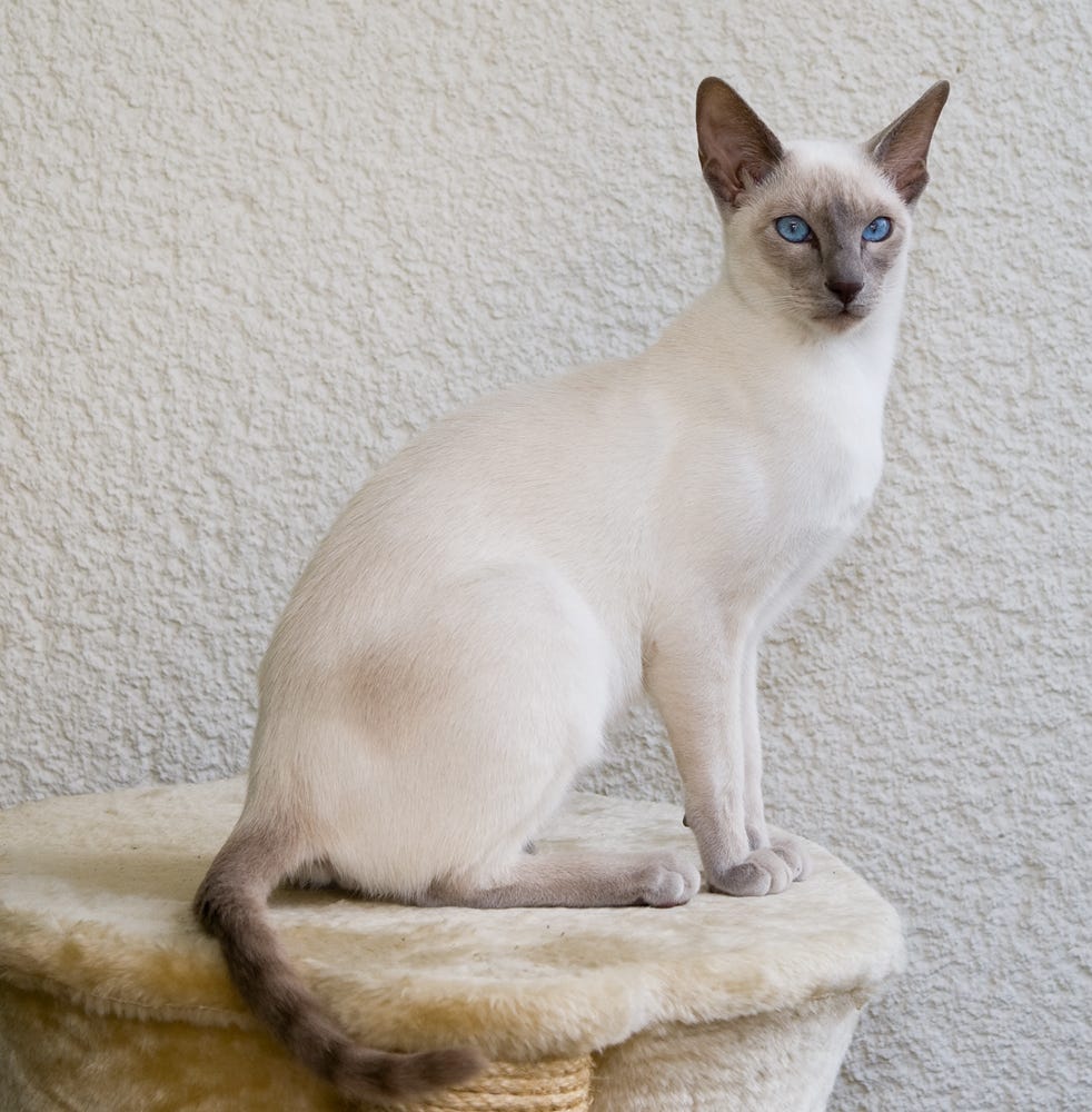 F. D. C. Willard — A Siamese cat, photo by Karin Langner-Bahmann / CC BY-SA 3.0 (Wikimedia Commons) F. D. C. Willard — A Siamese cat, photo by Karin Langner-Bahmann / CC BY-SA 3.0 (Wikimedia Commons)