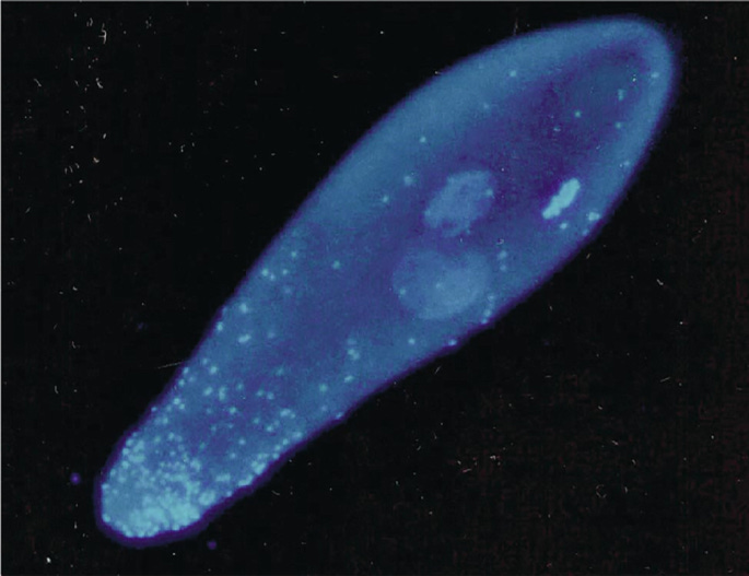 Wolbachia Endosymbiont and Mosquito Vectors, with Emphasis on Lymphatic  Filariasis Elimination | SpringerLink