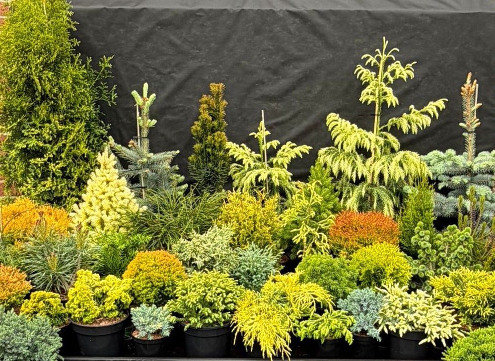 dracaena plant soil GARDENERA Premium Dracaena Soil Mix - 1 QUART