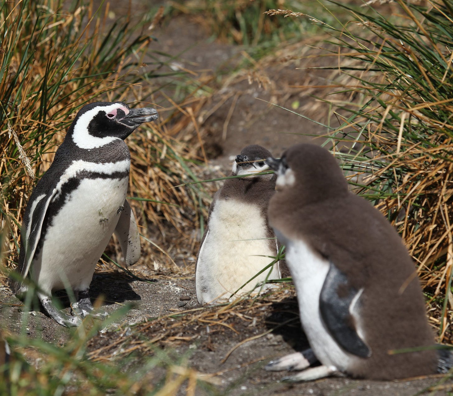 Megallanic penguin adult with two chicks