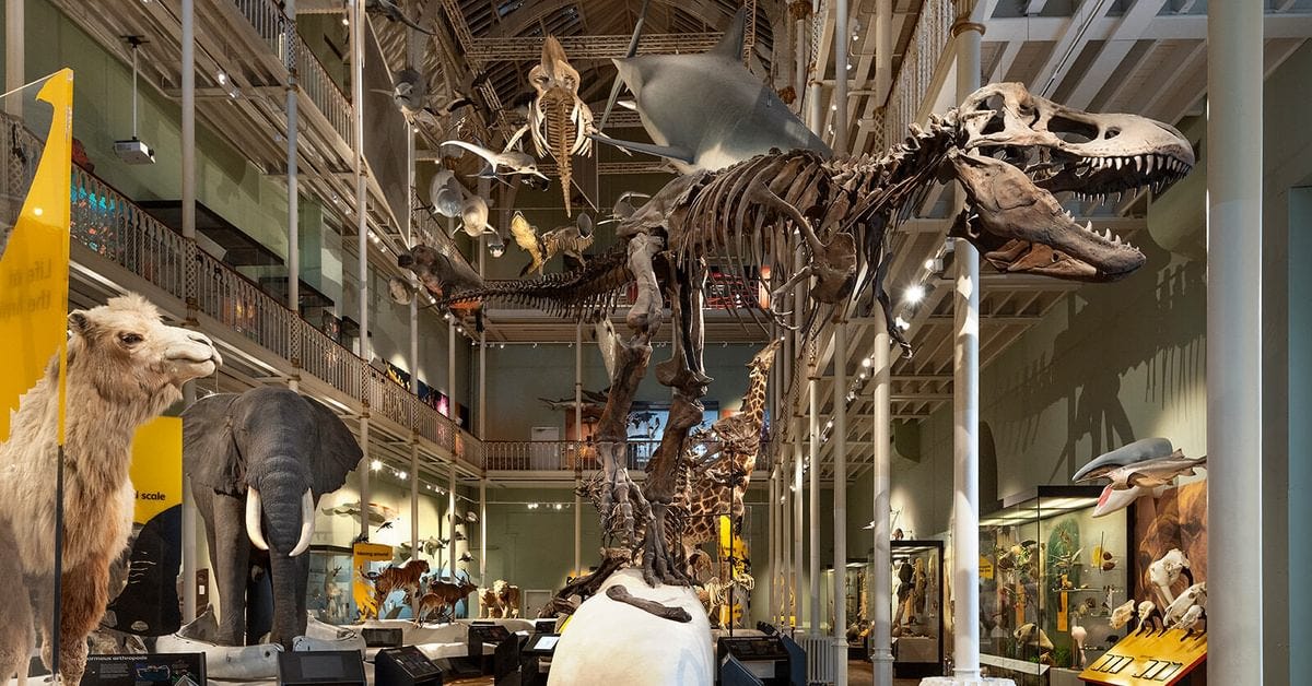 Natural World galleries | National Museums Scotland