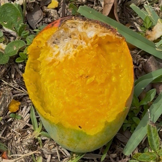 Mango Wars - Eaten Mango Mango Wars - Eaten Mango