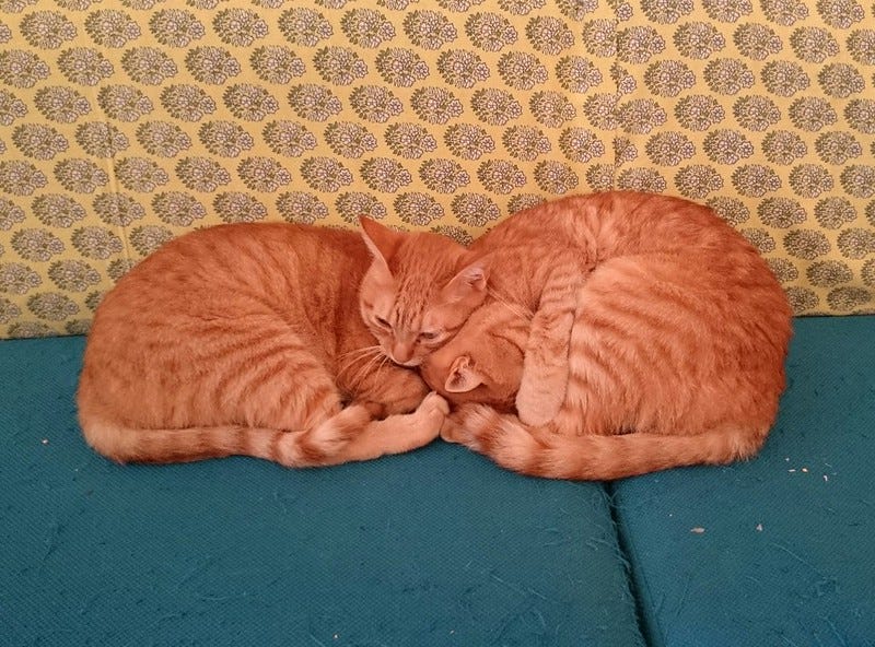 sleeping cats sleeping cats