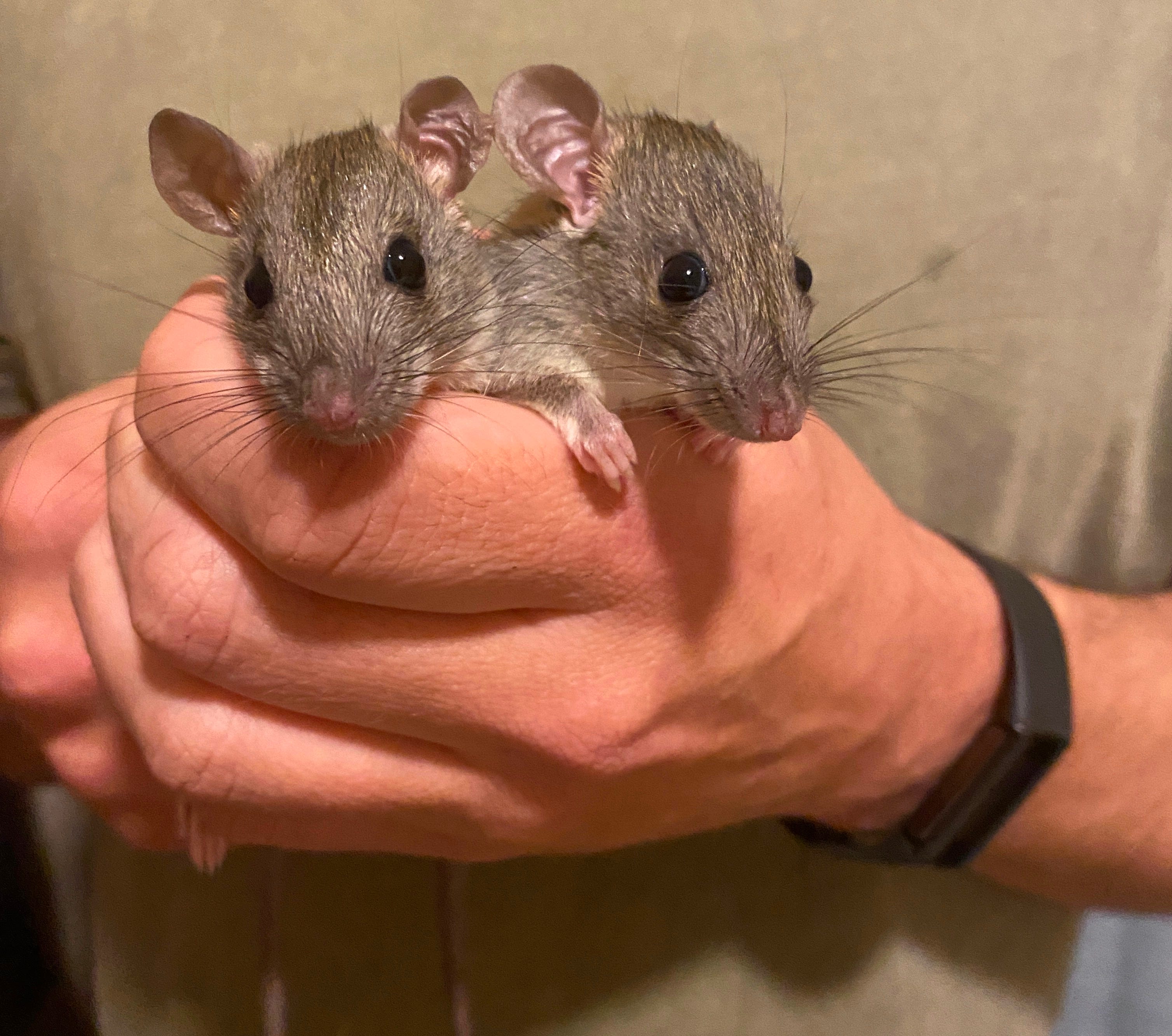 Why wild rats and mice deserve our compassion