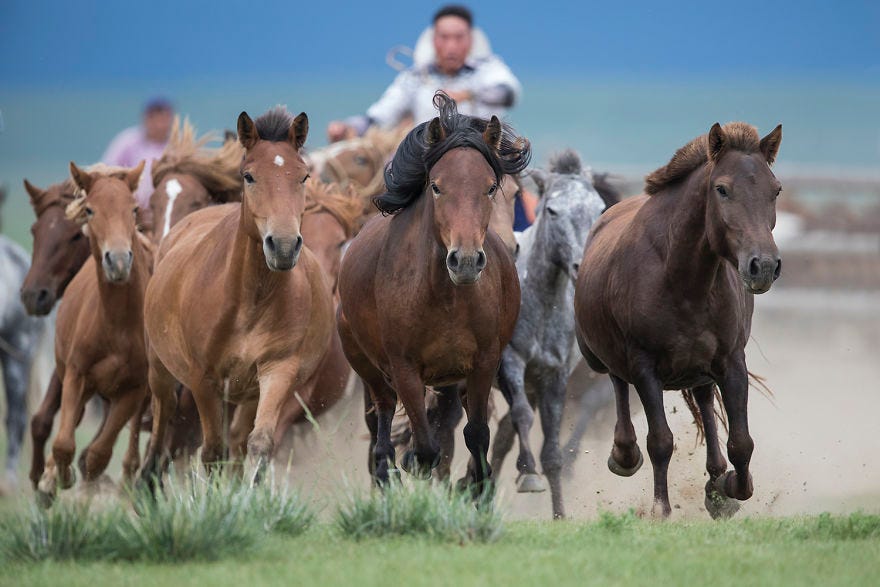 I Captured Horse Photos Showing Mongolia's Unchanged Nomadic Culture |  Bored Panda