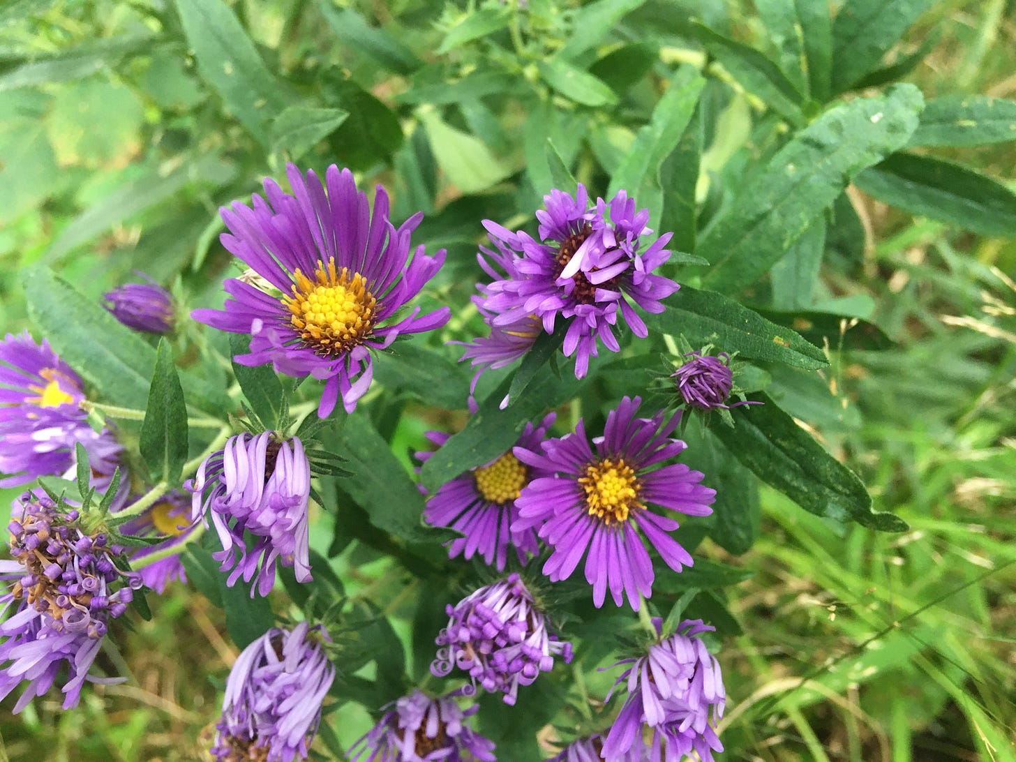 Large asters with bright yellow centers and deep purple rays