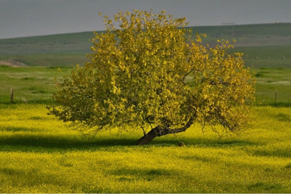 Growing Like A Mustard Tree | Kristi's Morning Devotional Growing Like A Mustard Tree | Kristi's Morning Devotional