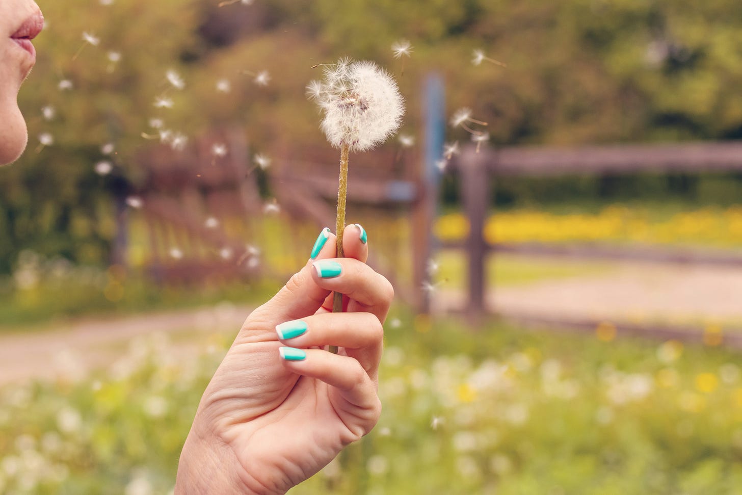 A woman standing outdoors, gently blowing dandelion seeds into the air. A woman standing outdoors, gently blowing dandelion seeds into the air.