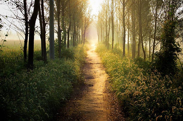 314.700+ Camino De Campo Fotografías de stock, fotos e imágenes libres de  derechos - iStock | Camino rural, Camino de tierra