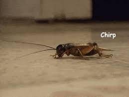 Crickets GIFs - Get the best GIF on GIPHY
