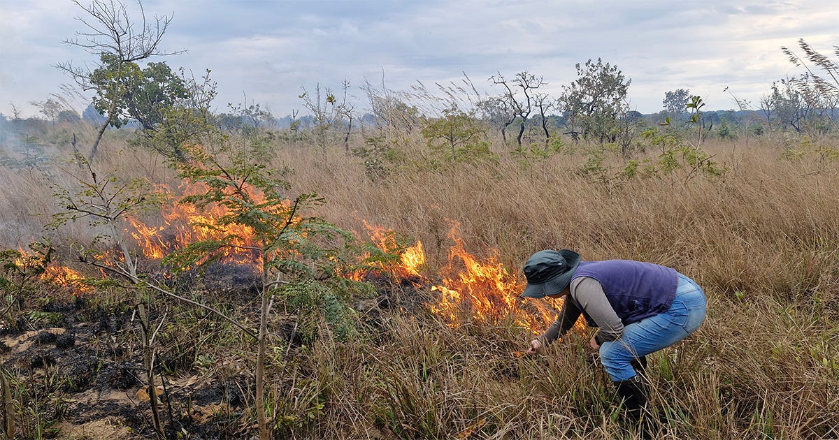 A imagem contém um pesquisador próximo a uma área de queimada controlada