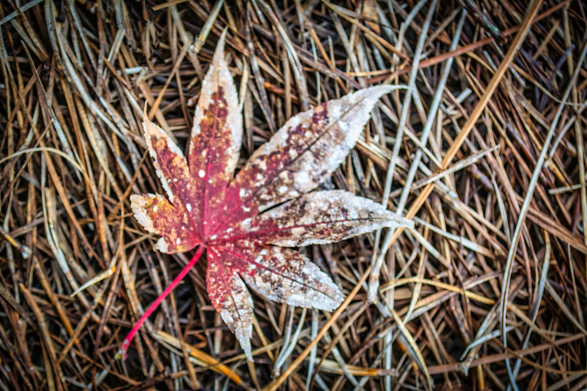 The edges of a single red oak leaf lying in a nest of pine needles have faded giving it a speckled effect. The edges of a single red oak leaf lying in a nest of pine needles have faded giving it a speckled effect.