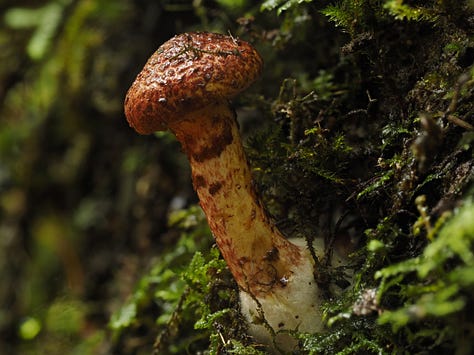 brown mushrooms