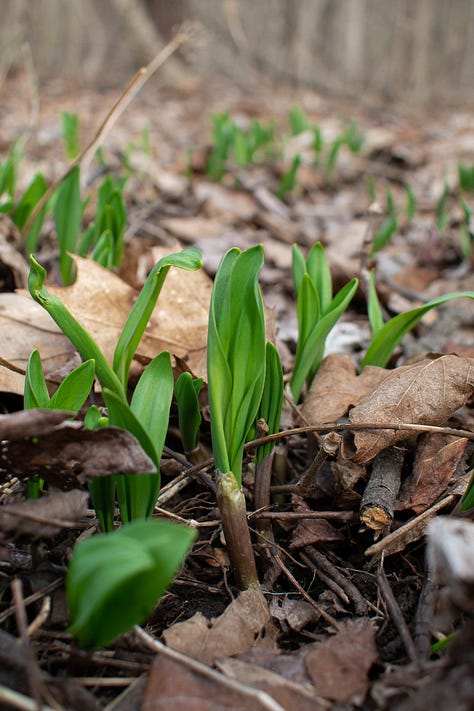Close up images of ramps on a forest floor, shot by JB Douglas for The Wild Grocery