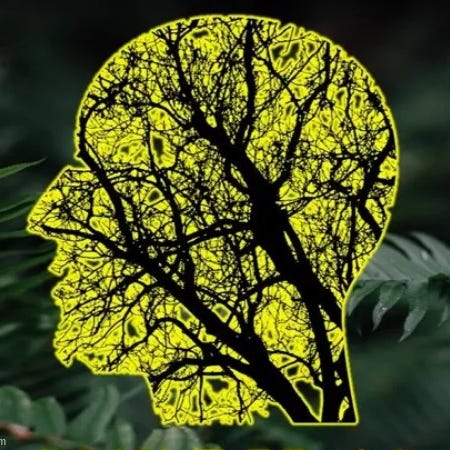 Rumbles from the Jungle