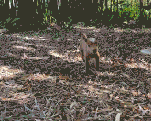 gif image of baby goats gamboling in a bamboo forest. 